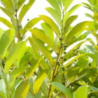 Cherry Laurel